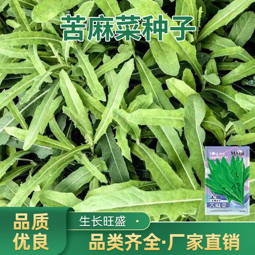 吉利青丰苦麻菜种子牧草多用途