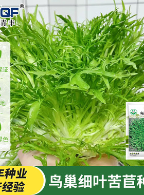 四季苦菊种子苗花叶苦菊菜籽种苦苣菜种籽秋季盆栽蔬菜种籽孑菜种