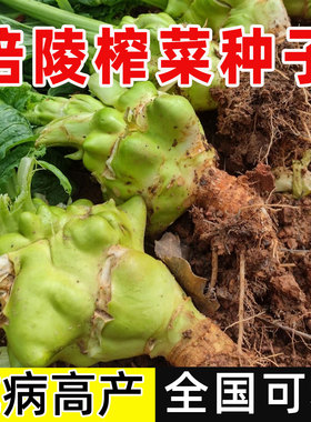 正宗四川涪陵榨菜种子大头菜榨菜头青菜头芥菜夏秋季蔬菜种子大全