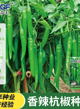 特长杭椒辣椒种子香辣三号剁椒种籽超辣高产菜农大田四季蔬菜种子