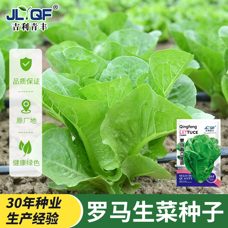 意大利罗马生菜种子耐热耐寒盆栽地栽蔬菜种子春季生菜抗虫耐抽薹