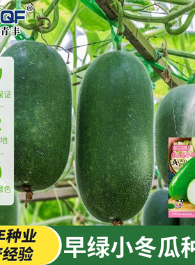 早绿小冬瓜种子青绿皮一串铃冬瓜种籽迷你小冬瓜高产抗病蔬菜种孑