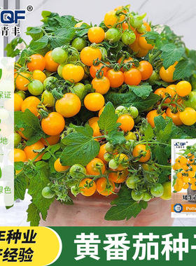 矮生盆栽番茄种子阳台四季小西红柿种籽苗樱桃圣女果苗孑子秧大全