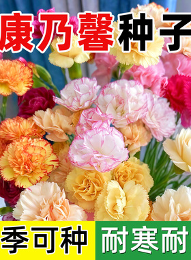 重瓣康乃馨种子四季播种开花盆栽易活阳台室内外花籽花卉种籽子孑