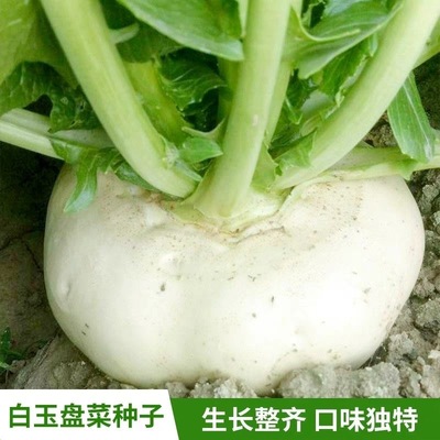 盘菜种子台州玉环盘菜大盘菜种籽盘菜头种子春季四季播蔬菜种孑