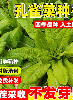 孔雀菜不生虫不打药生吃脆甜高营养直立生菜四季播生菜