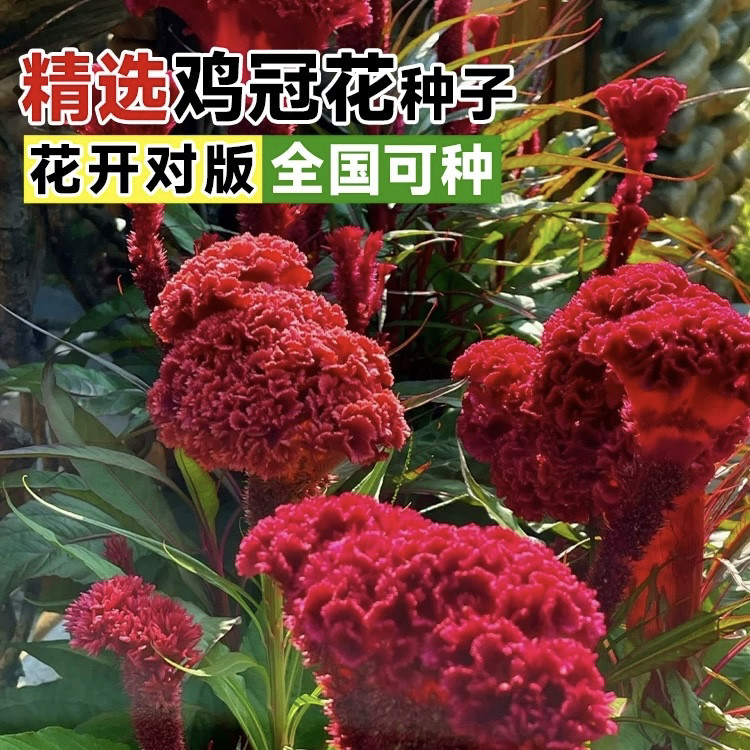 室外花种子大花鸡冠花耐寒耐阴花籽庭院花卉种子四季开花易活花苗