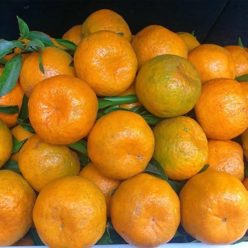 【顺丰】当季新鲜水果现摘现发