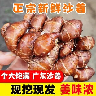 沙姜新鲜包邮可批发山奈三奈广东白切鸡种子苗老生姜香料调味配料