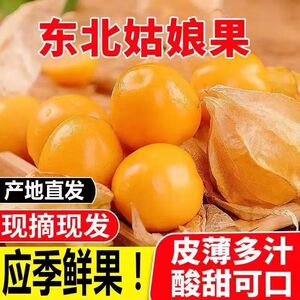 现货东北姑娘果新鲜当季水果5斤黄菇娘灯笼果甜菇娘特产整箱包邮