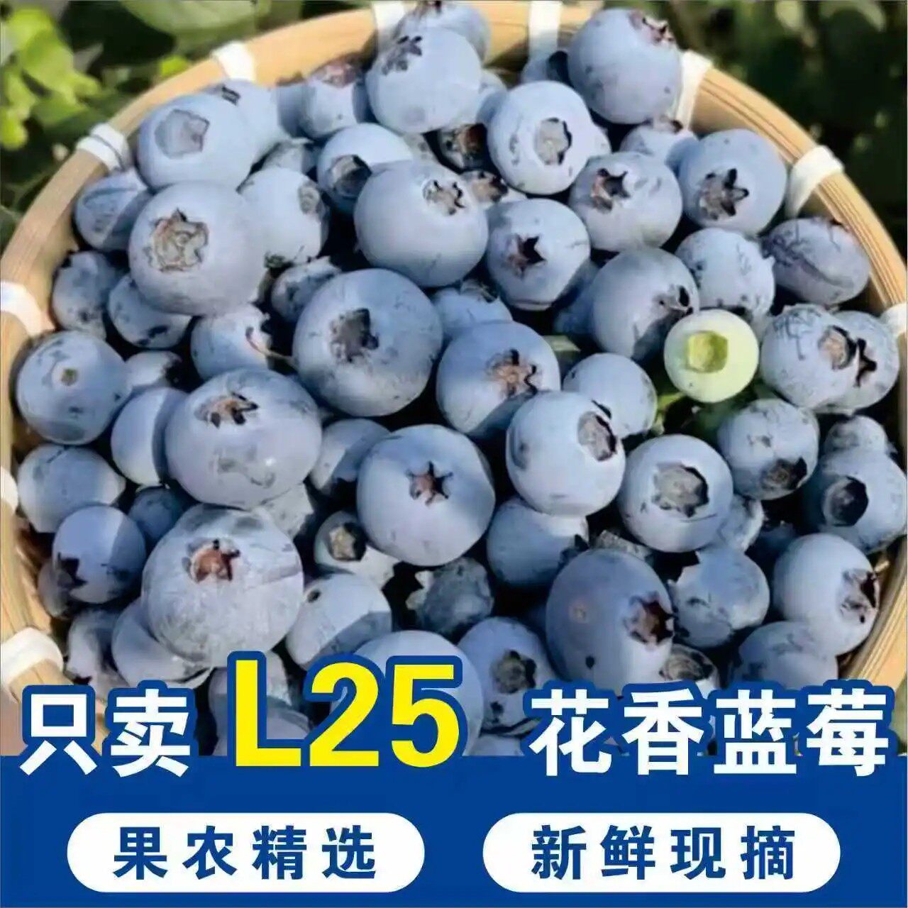 头茬丹东花香蓝莓新鲜采摘L25花香蓝莓新鲜现摘清甜脆甜宝宝辅食
