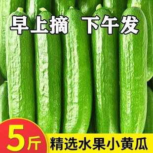 水果小黄瓜新鲜无刺小黄瓜5斤脆甜小青瓜生吃当季 蔬菜整箱