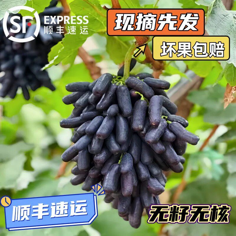 【送货上门】现摘蓝宝石美人指无籽脆甜葡萄一箱新鲜水果葡萄