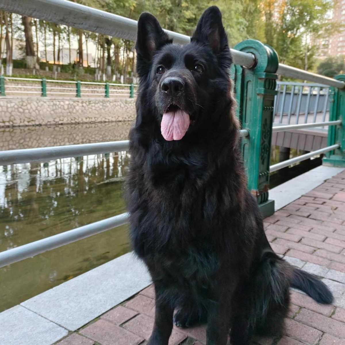 纯种东德牧羊犬幼犬价格纯黑色宠物狗东德牧羊犬幼犬出售