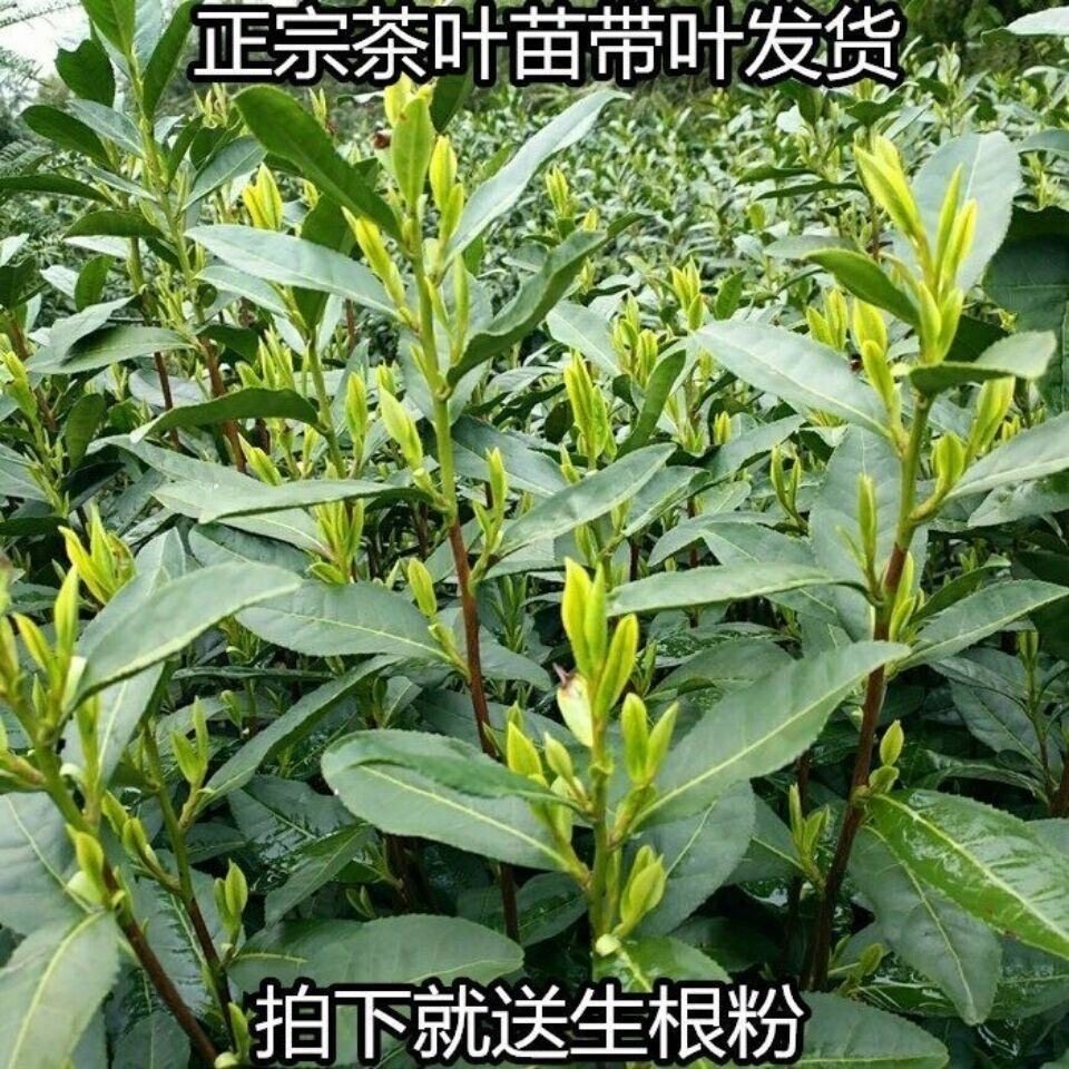 茶叶苗黄金芽茶苗绿茶苗龙井苗安吉白茶树苗碧螺春苗绿茶树苗