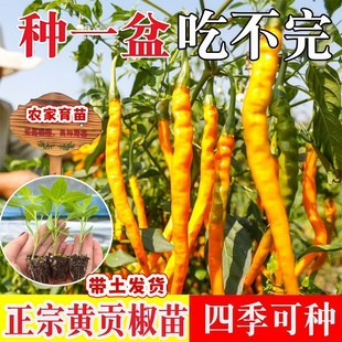 湖南衡东黄贡椒苗黄辣椒苗秧苗带土四季剁辣椒三樟树种子黄线椒苗