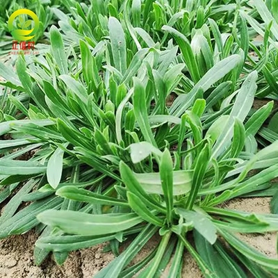 面条菜种籽大全秋季四季面条菜种