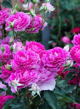 天方夜谭月季花苗大花浓香月季盆栽绿色卡布奇洛卡罗拉玫瑰花树苗