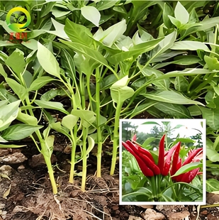 四川达州七星椒种子特辣七星椒苗子指天椒苗秧苗春季农家田园盆栽