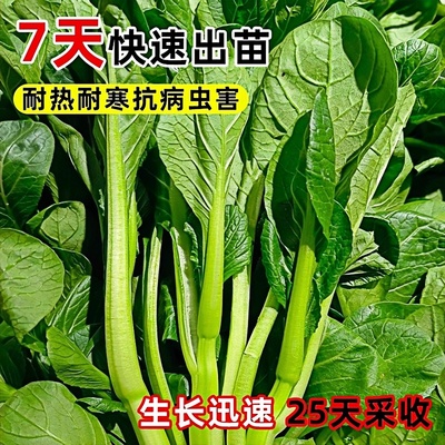 广东四九菜心秧苗红苔白季