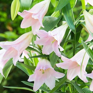 24年现货进口百合种球麝香铁炮系卡里乙女舞女瓦内泽特里百合种子