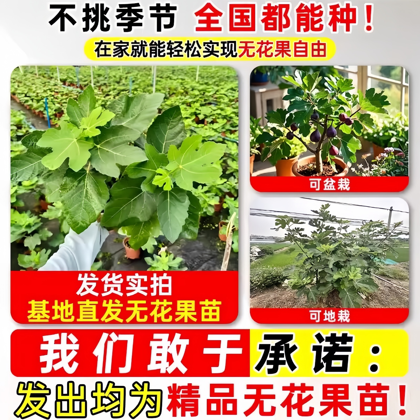 格莱斯无花果苗青皮无花果树果苗当年结果波姬红芭劳奈金傲芬树苗