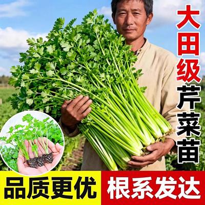 大田四季水果小香芹菜苗秧