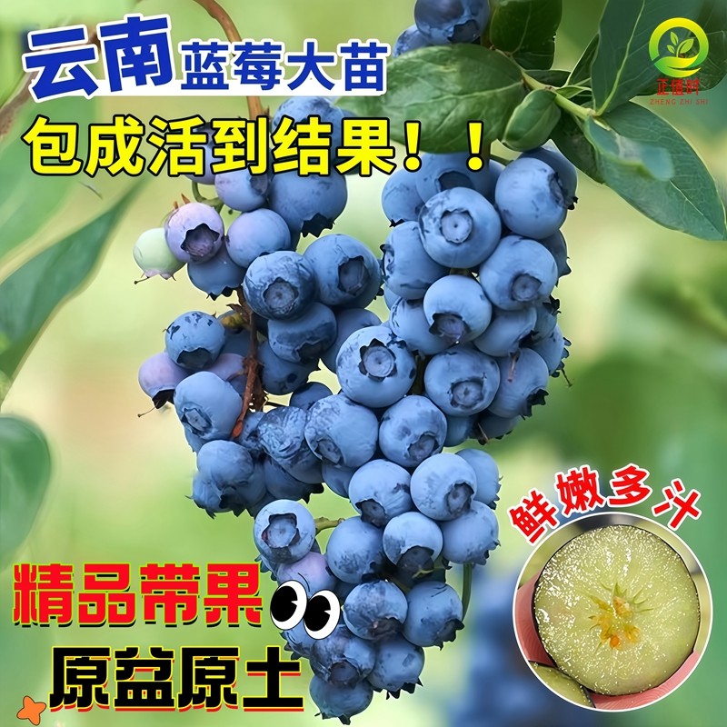 云南蓝莓果苗特大号蓝莓树苗