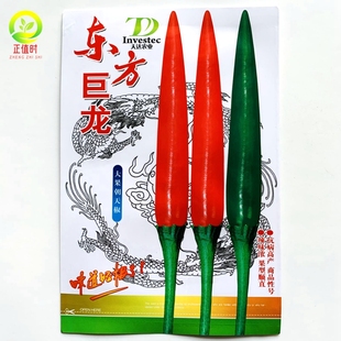 东方巨龙大果朝天椒种子高产抗病泰国引进单生朝天椒椒种籽条顺直