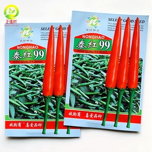 泰国引进单生大果朝天椒种籽子泰红99指天椒种子绿野仙踪美人椒种