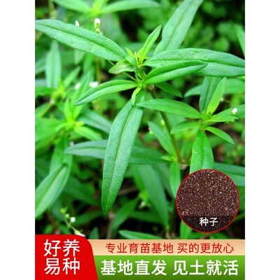 白花蛇舌草种籽半枝莲种子蛇舌草种子百花蛇舌草籽材种籽