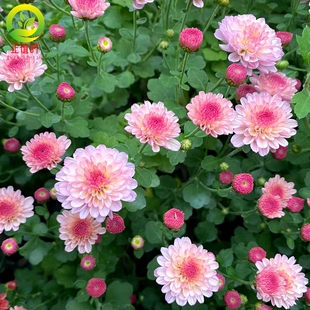 正值时四季糖果菊种籽甜心小雏菊花籽耐寒翠菊彩虹孑种子易活开花