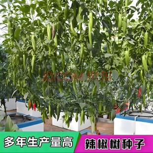 多年生辣椒树苗一年四季巨型大型美人辩长年生盆栽老桩耐寒种籽