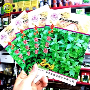 菊花脑种子南京嘉华农业菊花叶种籽阳台盆栽多年生野菜种蔬菜种孑