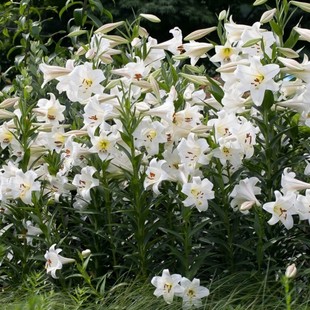 24年现货进口LO铁炮百合种球正值时白特里昂舞女卡里乙女百合种子