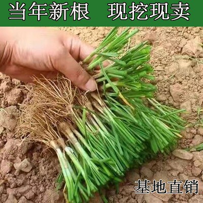 广东韭菜根苗老品种紫根艽菜根撇苤九丕菲菜跟悲菜根儿久非盆栽头