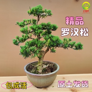 老桩罗汉松大型盆景小叶雀舌造型树苗好养迎客松室内小型桌面盆栽