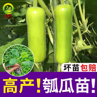 瓠子瓜苗种孑种子圆瓢瓜秧苗短瓠