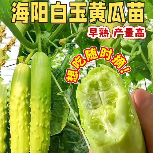 海阳白玉黄瓜苗正宗山东奶油牛奶老品种本地黄瓜秧苗老旱黄爪盆栽