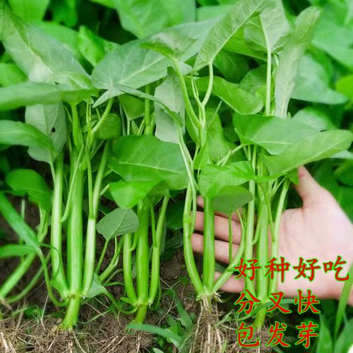 三叉空心菜籽种子农家四季竹叶通心菜种老品种白梗小叶空心菜种籽 - 封面