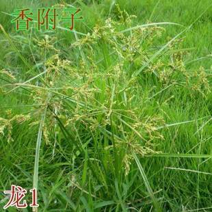 香附子种子 莎草/雷公头种子 四季可播中药材 地沟草/山芽草 包邮