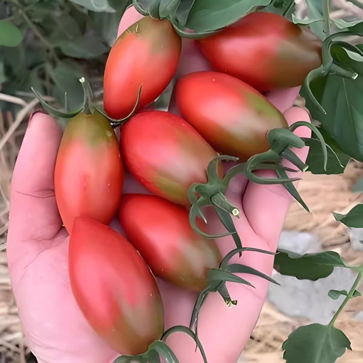 子弹头小番茄苗秧苗小柿子小西红柿四季迷彩紫色生吃紫弹头圣女果