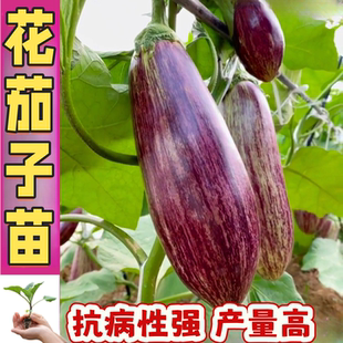 花茄子苗五彩茄子种苗花皮茄子花长茄肉质细嫩甜四季阳台盆栽种苗