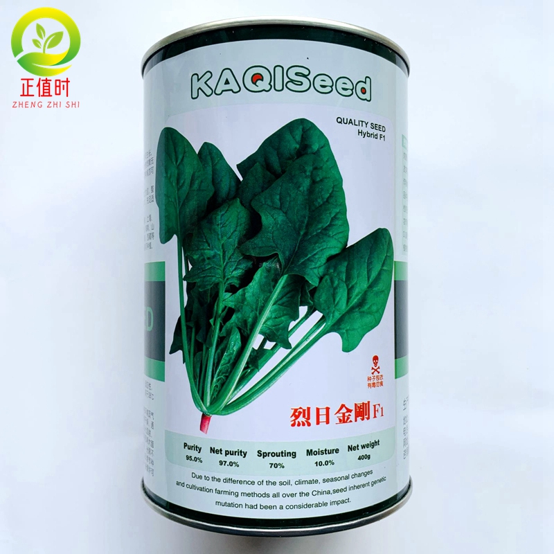 夏季耐热老品种尖叶趴地菠菜种子