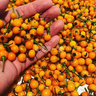 查拉皮塔辣椒种子 辣椒苗 种苗 辣椒籽 辣椒树苗茶查拉皮他拉辣椒