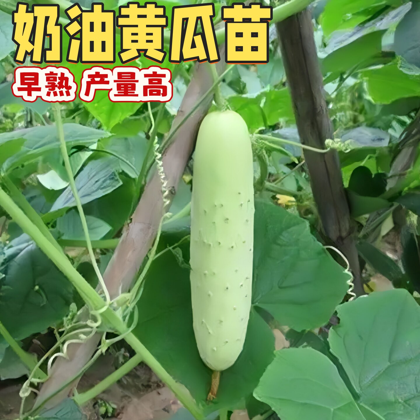 奶油黄瓜秧苗长势强四季高产早熟白玉黄瓜多汁黄皮阳台盆栽蔬菜苗