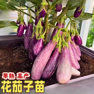 花茄子苗五彩茄子种苗花皮茄子花长茄肉质细嫩甜四季阳台盆栽种苗
