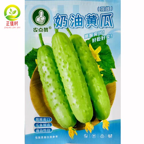 奶油黄瓜种子水果玉女黄瓜种籽