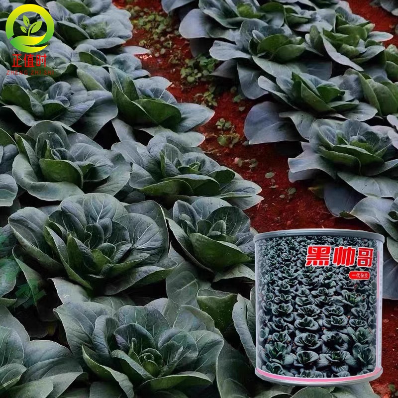 杂交抗病青梗菜种籽子趴地矮箕