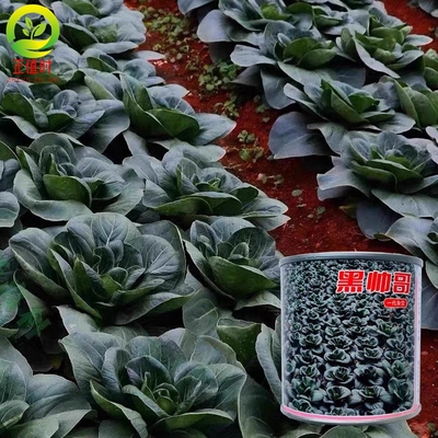 杂交抗病青梗菜种籽子趴地矮箕